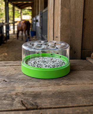 Non-Electric Fly Trap
