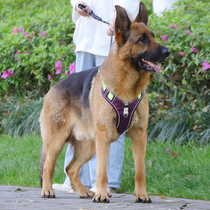 Dog leash harness | JoyWalk™