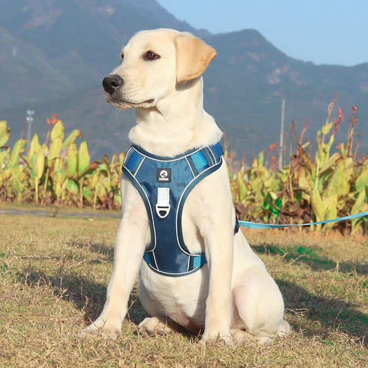 Dog leash harness | JoyWalk™