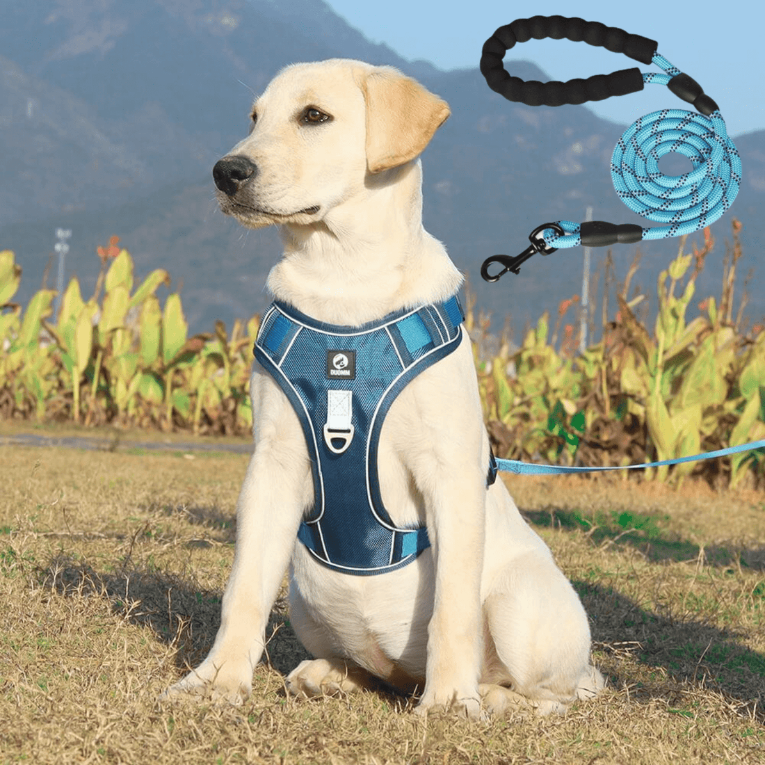 Dog leash harness | JoyWalk™
