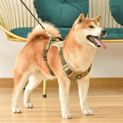 Dog leash harness | JoyWalk™