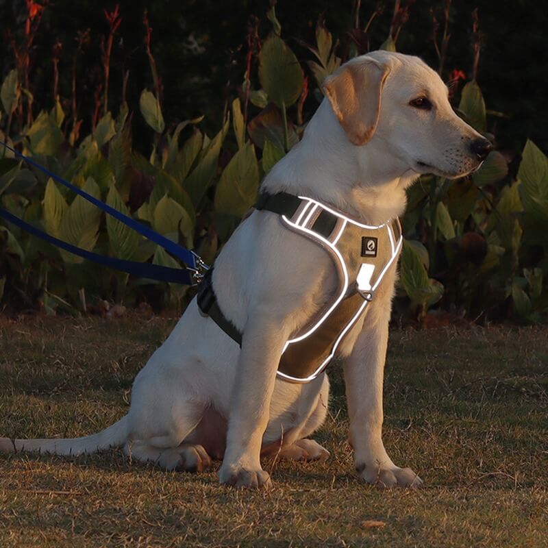 Dog leash harness | JoyWalk™