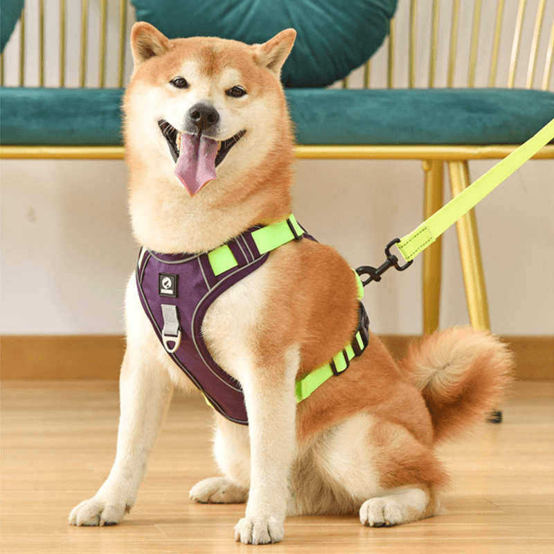 Dog leash harness | JoyWalk™