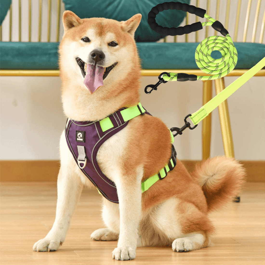 Dog leash harness | JoyWalk™