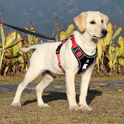 Dog leash harness | JoyWalk™